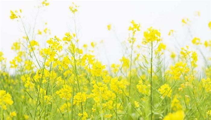 花开如黄金，寓意盛世辉煌——油菜花的花语与寓意（春天的黄金）