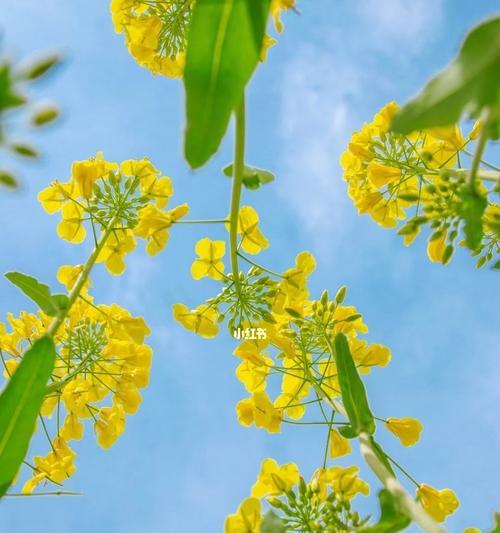 油菜花（以油菜花花语油菜花的文化背景及其魅力）