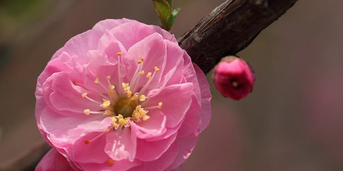 以榆叶梅花语是什么（探寻榆叶梅花的诗意与哲思）