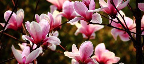 玉兰花的花语与传说（探索玉兰花的美丽与神秘）