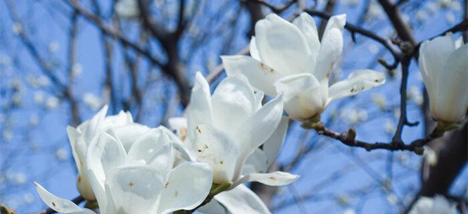 玉兰花的寓意与象征（探寻玉兰花的深层含义）