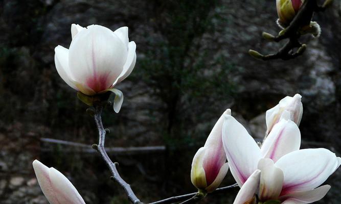 玉兰花的寓意与象征意义（探索玉兰花的文化内涵与象征）