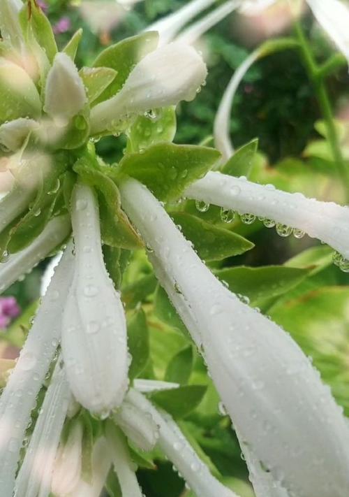 以玉簪花的花语和寓意（探寻以玉簪花的意义和象征）