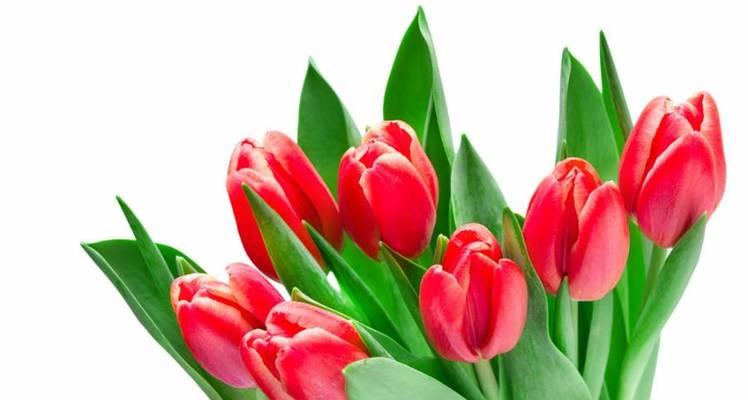 郁金香花语与寓意——花开人生之美（郁金香）