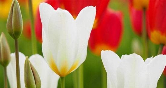 郁金香——美丽的花卉寓意与花语（探寻郁金香的象征意义和情感表达方式）