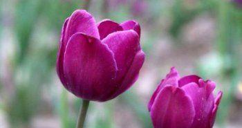 紫色郁金香花语的含义与象征（探索紫色郁金香所传递的深意与情感）