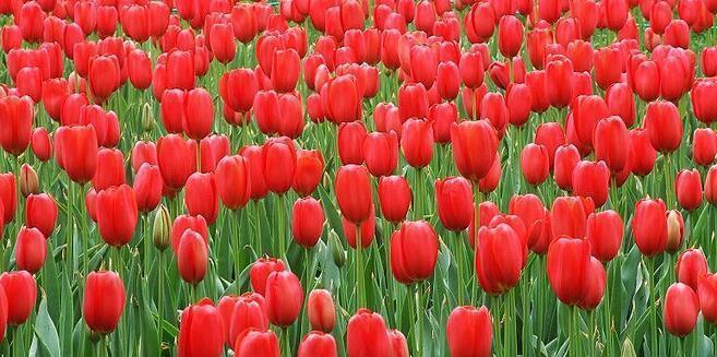 郁金香花语（解读郁金香的花语及象征意义）