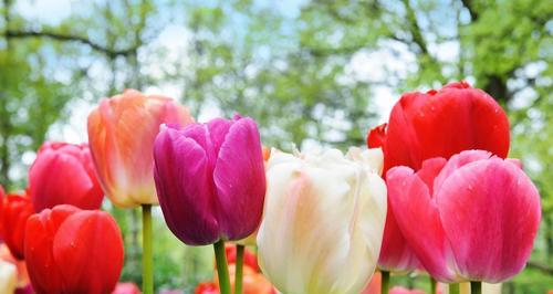 探寻白郁金香花语的美丽之意（解读白郁金香所传递的纯洁与祝福）