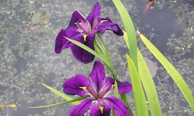 鸢尾花（追寻鸢尾花的寓意与文化底蕴）