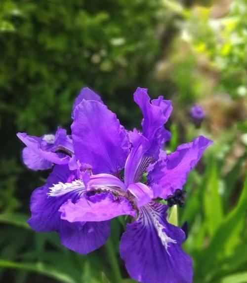 鸢尾花的花语和传说（揭开鸢尾花的花语之谜）