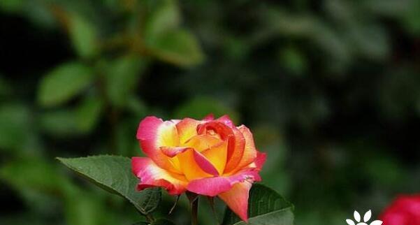 月季花的花语与寓意（探究月季花的各种花语及其象征意义）