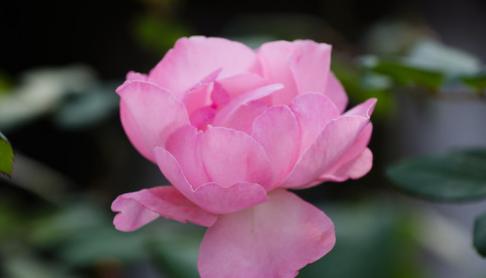 月季花语（绽放于心间的花朵）