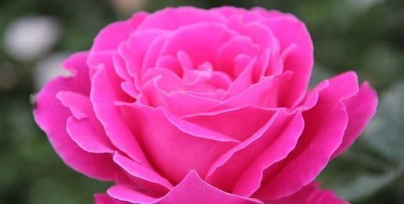 月季花语之美——情感的语言（探寻月季花的浪漫和意义）