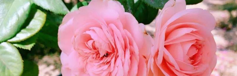 月季花语之美——花开花落，寄托情怀（用月季花语传递心意）