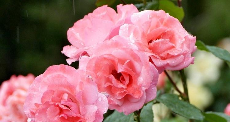 月季花语之美——花开花落，寄托情怀（用月季花语传递心意）