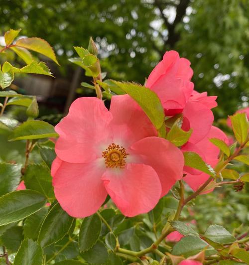 月季花语的神秘之意（解读月季花语的深层含义）