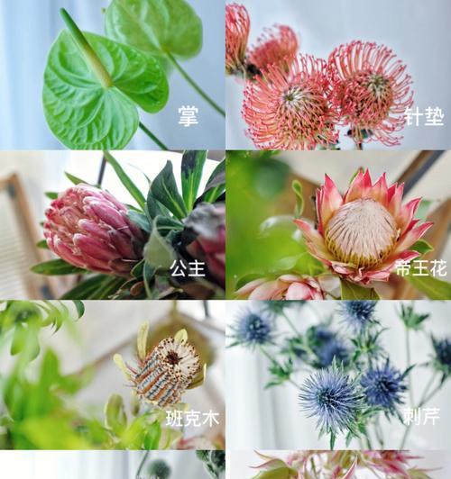 如何养护以针垫花，让花开出美丽的语言（细心呵护以针垫花的6大关键要点）