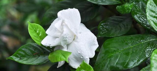 栀子花的花语与寓意（了解栀子花的含义）