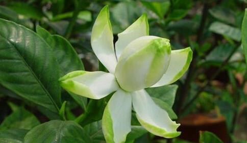 栀子花花语及其象征意义（探寻栀子花背后的寓意和文化内涵）