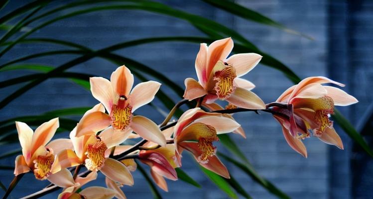 中国十大名花的象征意义（探索中国名花背后的文化符号与寓意）