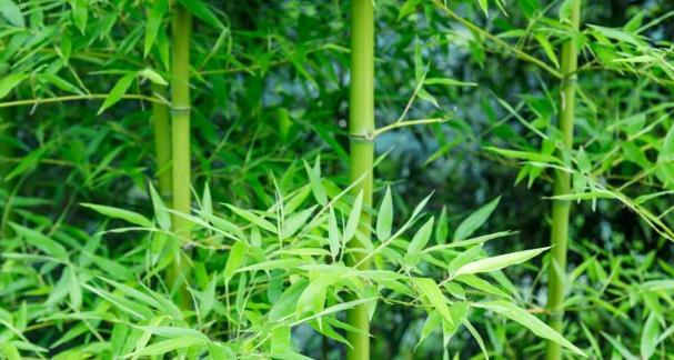 竹子——品质与精神的象征（强韧不屈）