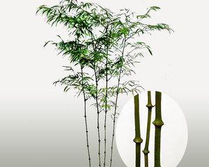 竹子的特点与象征意义（生命力顽强的绿色象征——竹子）