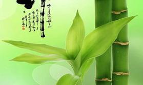 竹子的特点与象征意义（生命力顽强的绿色象征——竹子）