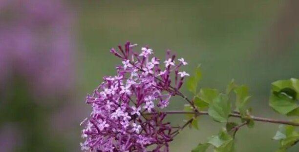 紫丁香的花语（紫丁香花语的魅力与意义）