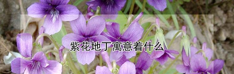 紫花地丁的花语及其寓意（探寻紫花地丁花语的美丽世界）