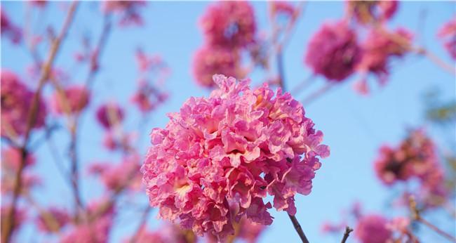 紫花风铃木的花语与寓意（探秘紫花风铃木的神秘语言）