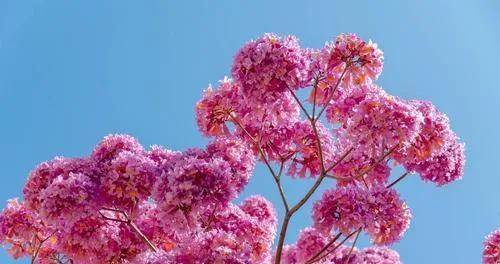 紫花风铃木的花语与寓意（探秘紫花风铃木的神秘语言）