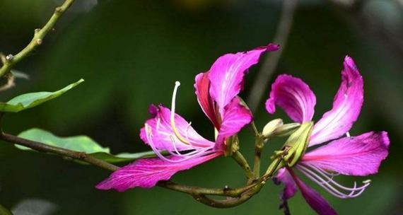 紫荆花花语的寓意和象征意义（探索紫荆花的花语传达的情感与价值观）