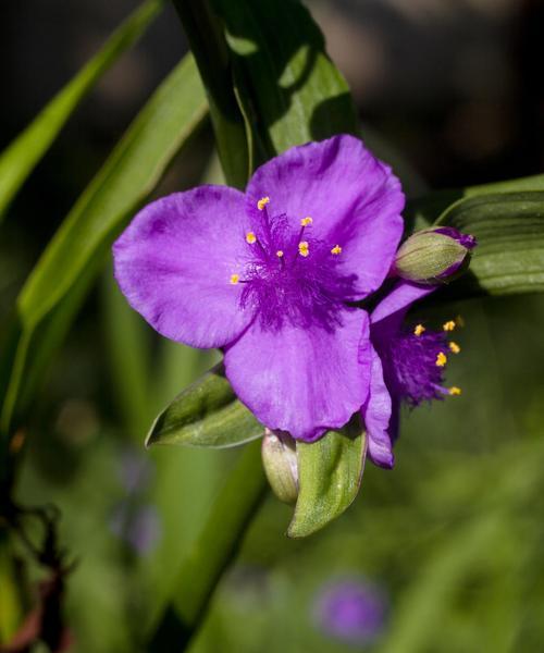 紫露草的花语与意义（探寻紫露草的神秘之美）