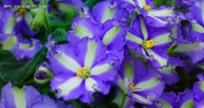 紫罗兰花的花语与传说（探秘紫罗兰的深刻含义与神奇传说）