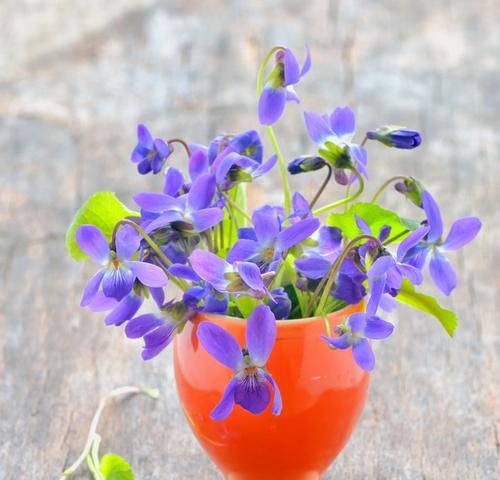 紫罗兰花的寓意与象征意义（揭开紫罗兰花的神秘面纱）