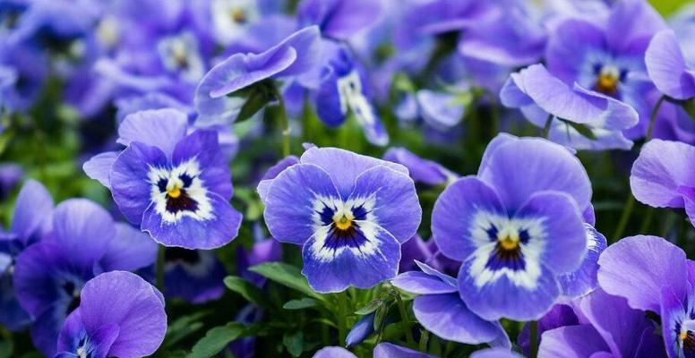 紫罗兰花的象征意义与花语（解读紫罗兰的内涵与心灵寄托）