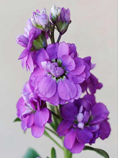 紫罗兰花语（探索紫罗兰花的多样含义）