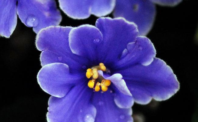 紫罗兰的寓意与象征意义（探索紫罗兰花的美丽与深层寓意）
