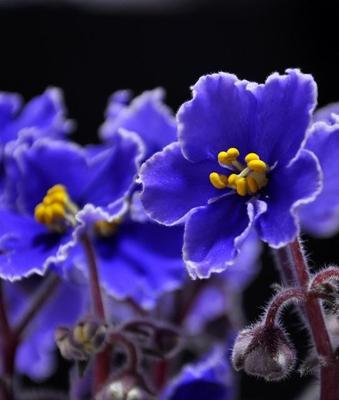 紫罗兰的寓意与象征意义（探索紫罗兰花的美丽与深层寓意）