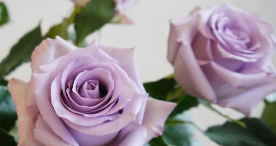 紫玫瑰的象征意义——激情、神秘与迷恋（以紫色玫瑰作为象征）