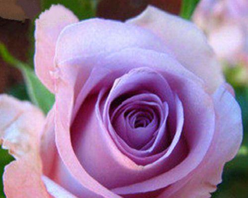 紫玫瑰花的象征意义及文化内涵（探寻紫玫瑰花的隽永魅力）