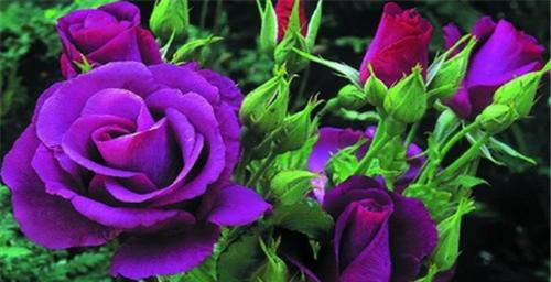 紫玫瑰的花语和象征意义（解读紫玫瑰的神秘之美）