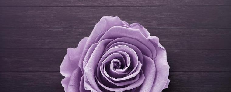 紫玫瑰的花语和象征意义（解读紫玫瑰的神秘之美）