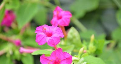 紫茉莉花语（传递爱意的紫茉莉花）