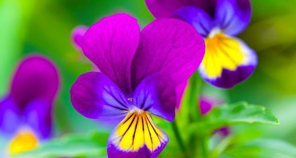紫色花朵的花语与意义（揭开紫色花朵的神秘面纱）