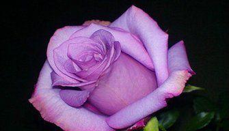 紫色玫瑰花的寓意（探索紫色玫瑰花的美丽与意义）