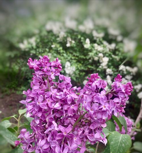 紫色丁香花语——寓意与传承（神秘）