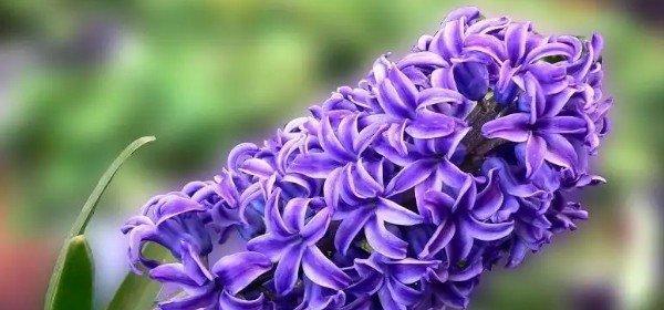 紫色马蹄莲的美丽花语（传递希望与勇气的紫色花朵）