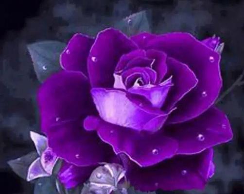 紫色玫瑰（紫色玫瑰代表的意义与象征）