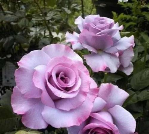 紫色玫瑰的花语和寓意（探究紫色玫瑰的意义和象征）